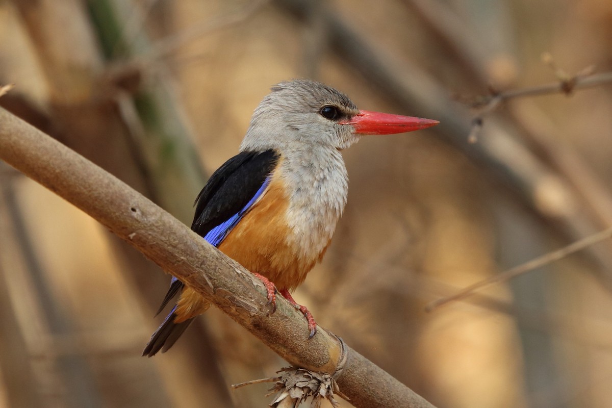 Gray-headed Kingfisher - Nigel Voaden