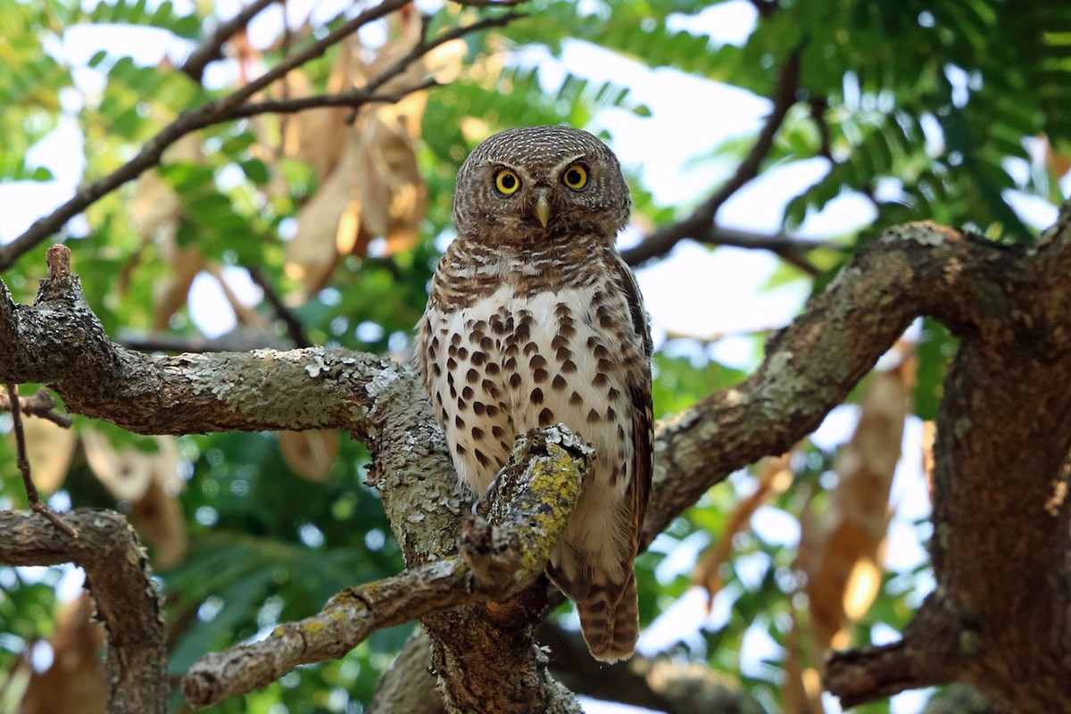 African Barred Owlet (Bar-fronted) - ML47384651