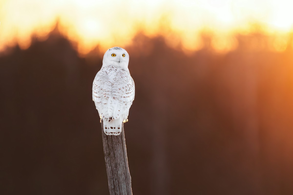 Snowy Owl - ML473852511