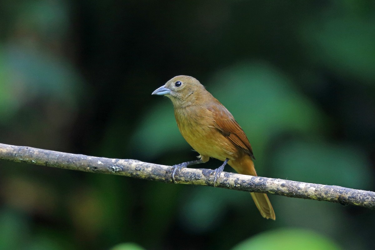 Ruby-crowned Tanager - ML47385411