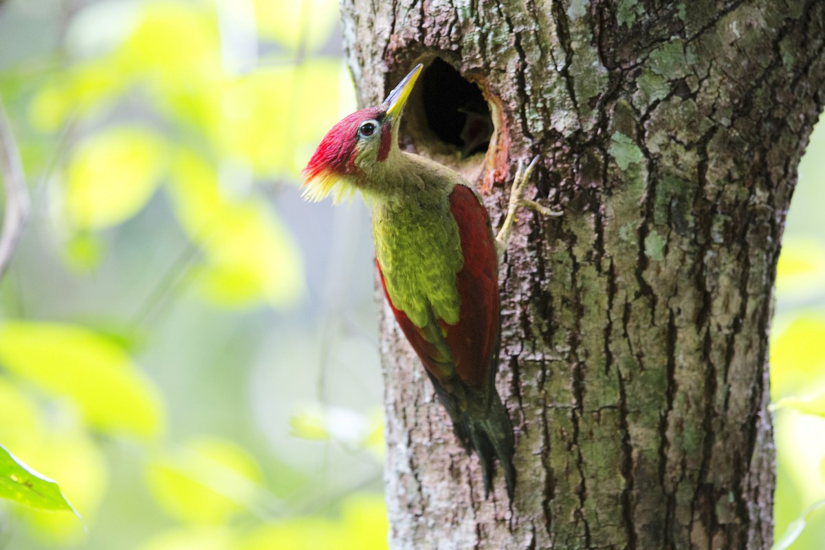 Crimson-winged Woodpecker - 独行虾 Bird.soong