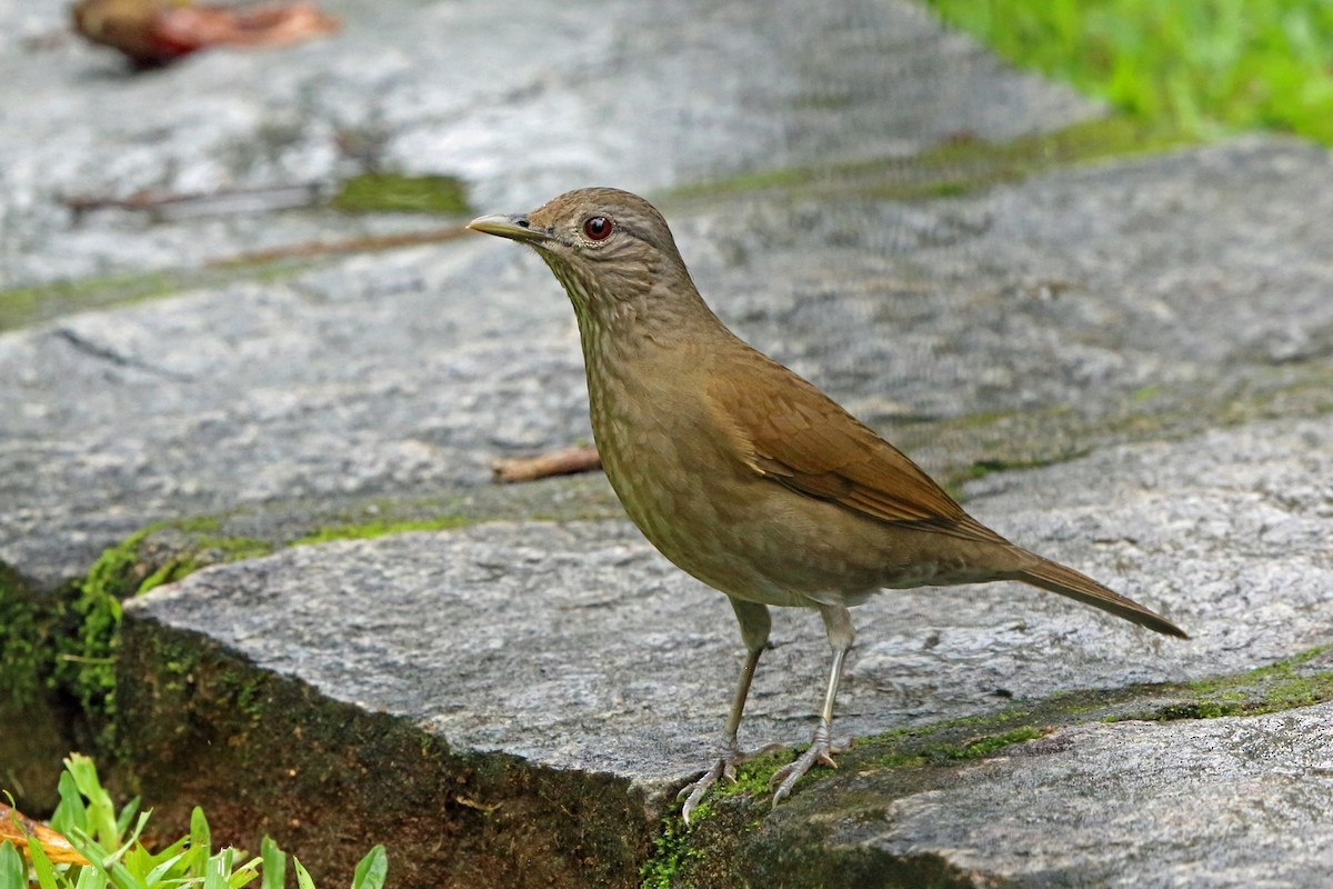 Pale-breasted Thrush - ML47385641