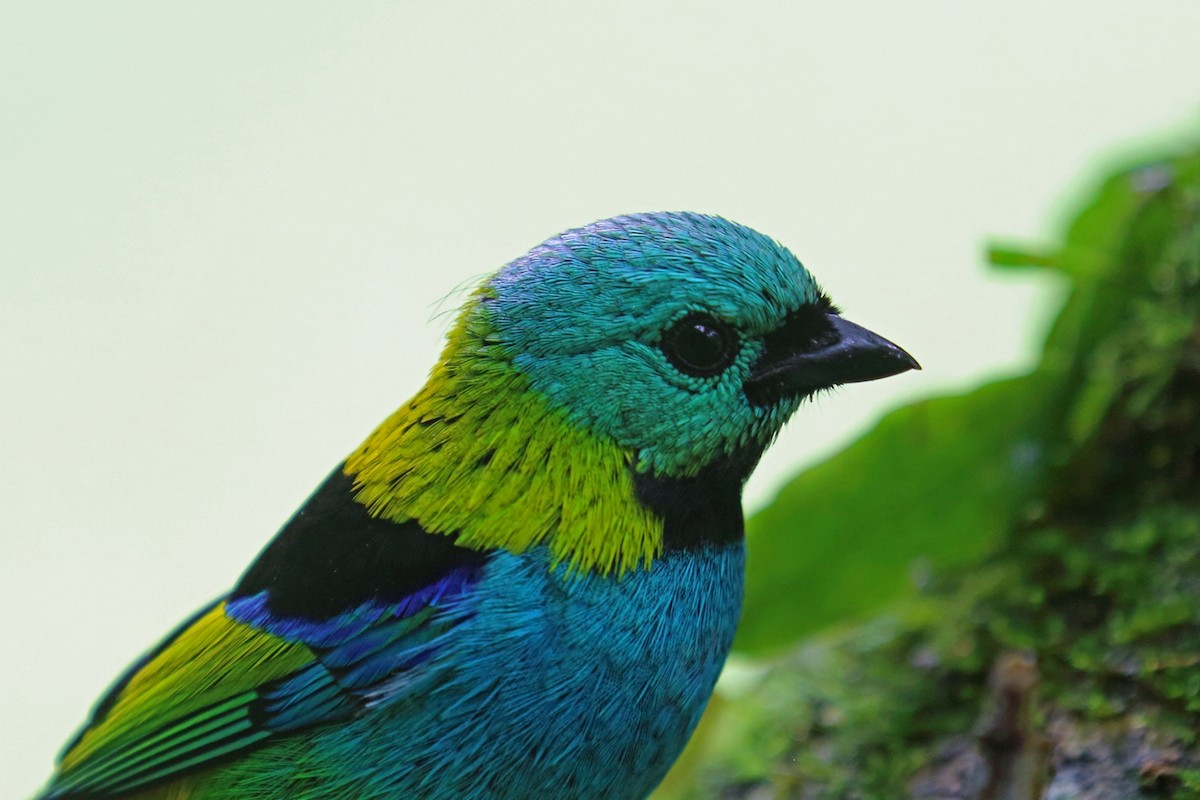 Green-headed Tanager - ML47385701