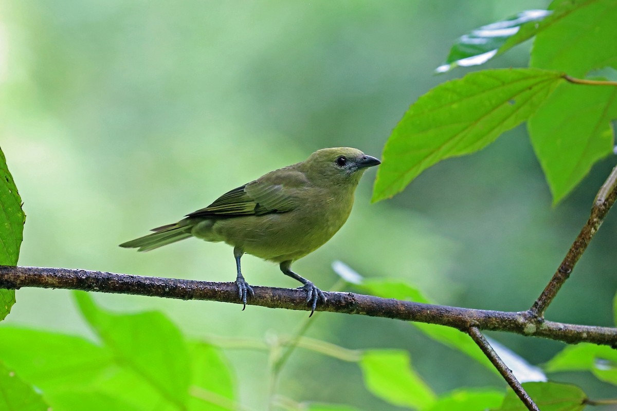 Palm Tanager - ML47385771