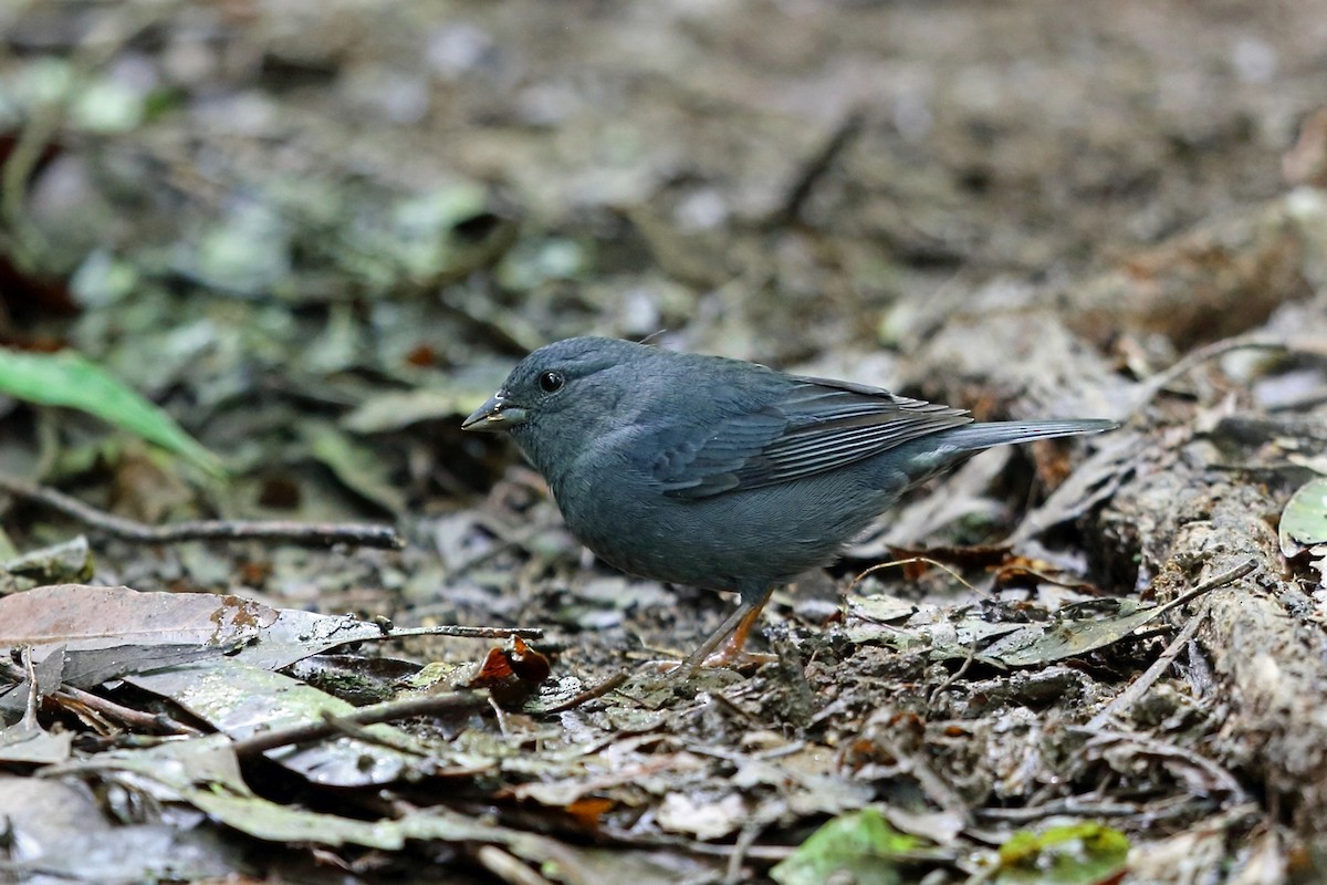 Uniform Finch - Nigel Voaden