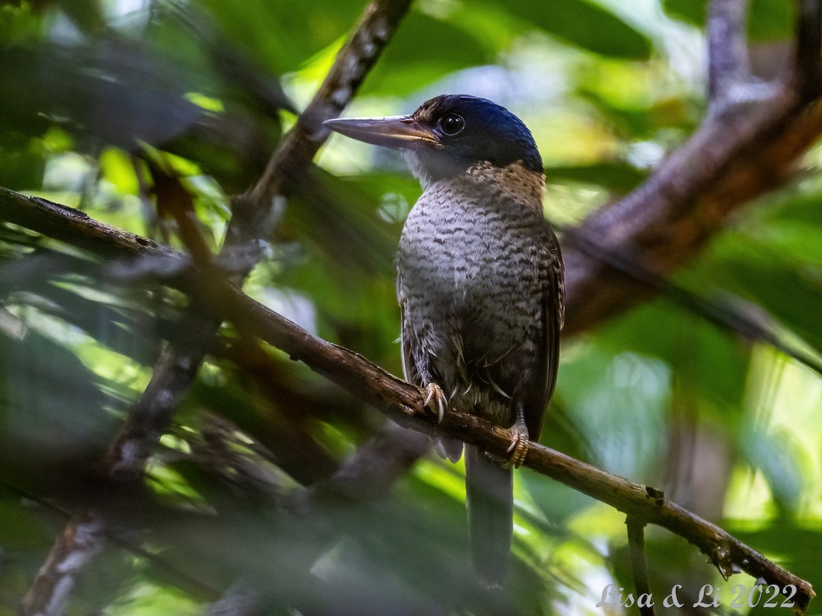 Scaly-breasted Kingfisher (Scaly-breasted) - ML473859591