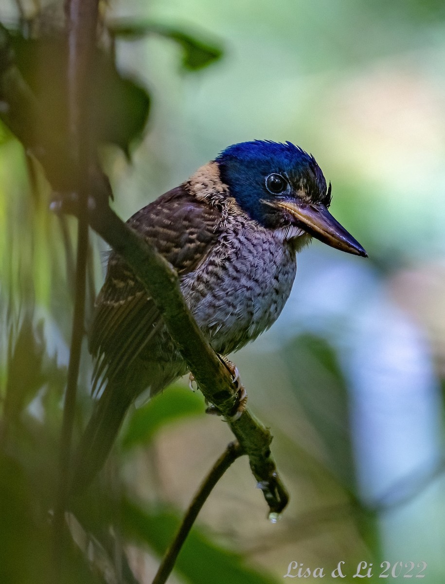 Scaly-breasted Kingfisher (Scaly-breasted) - ML473859751