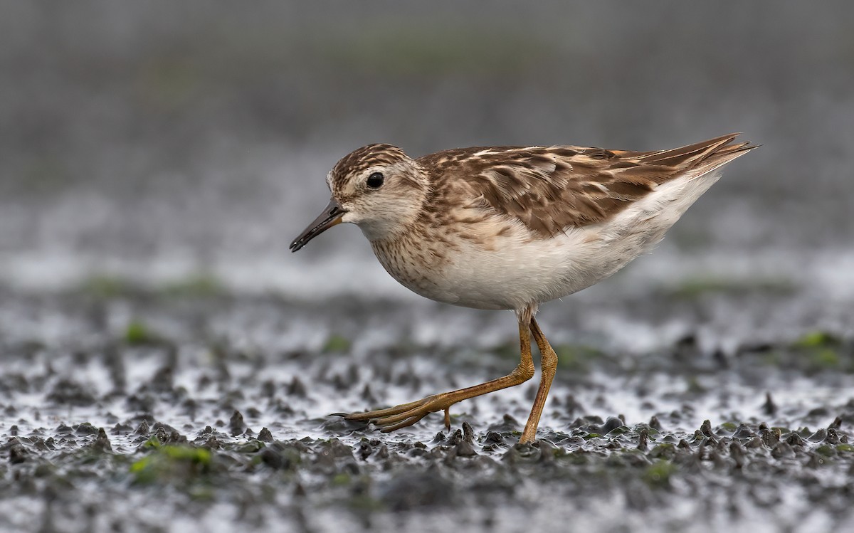 Long-toed Stint - Dave Bakewell