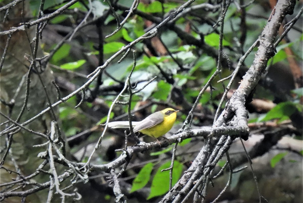 Yellow-bellied Fairy-Fantail - ML473866601