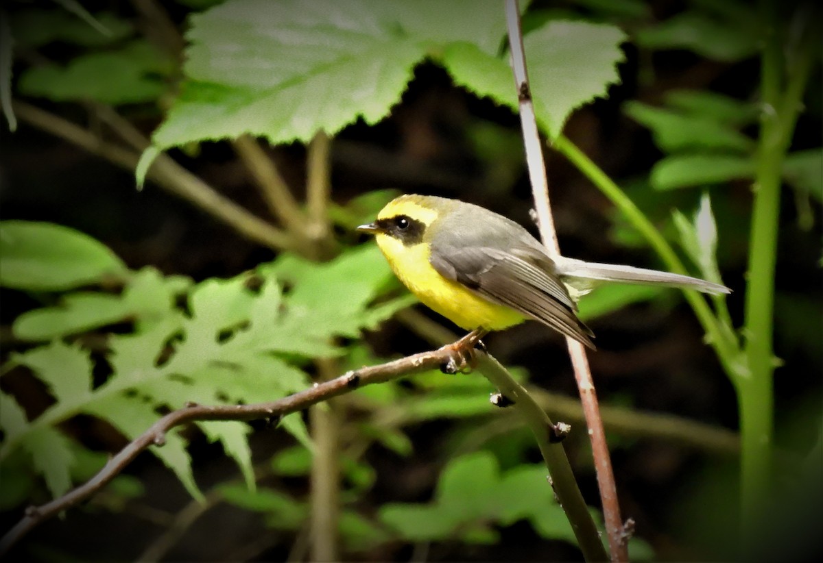 Yellow-bellied Fairy-Fantail - ML473866701