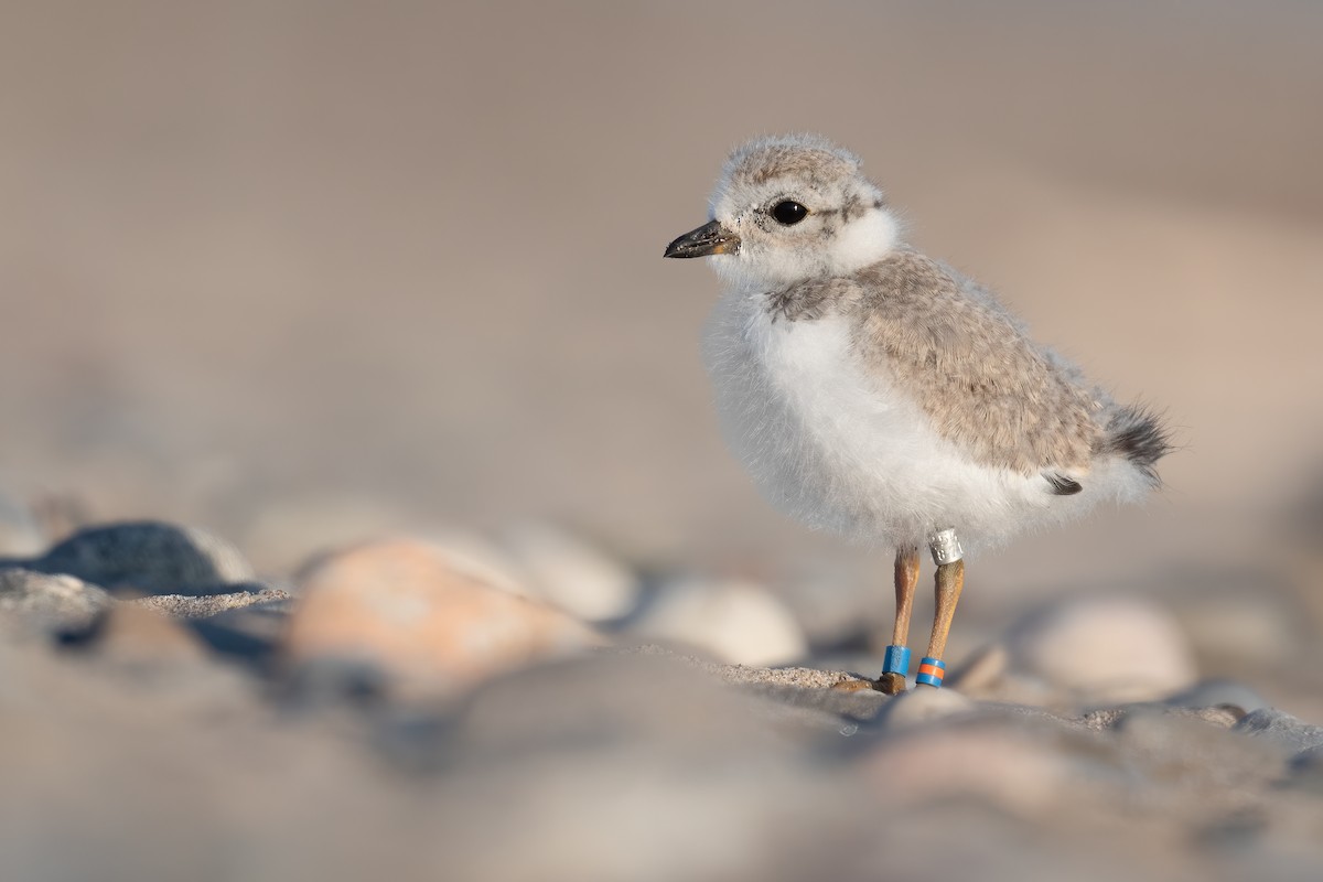 Piping Plover - ML473868161