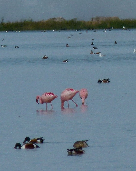Lesser Flamingo - Claus Holzapfel