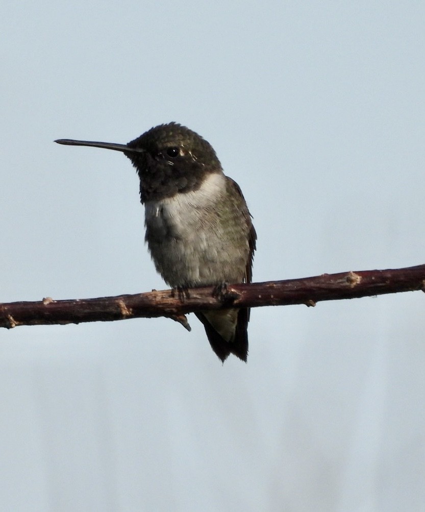 Black-chinned Hummingbird - ML473874261