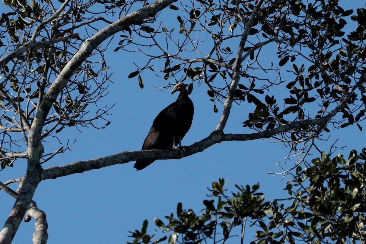 Greater Yellow-headed Vulture - ML473879531