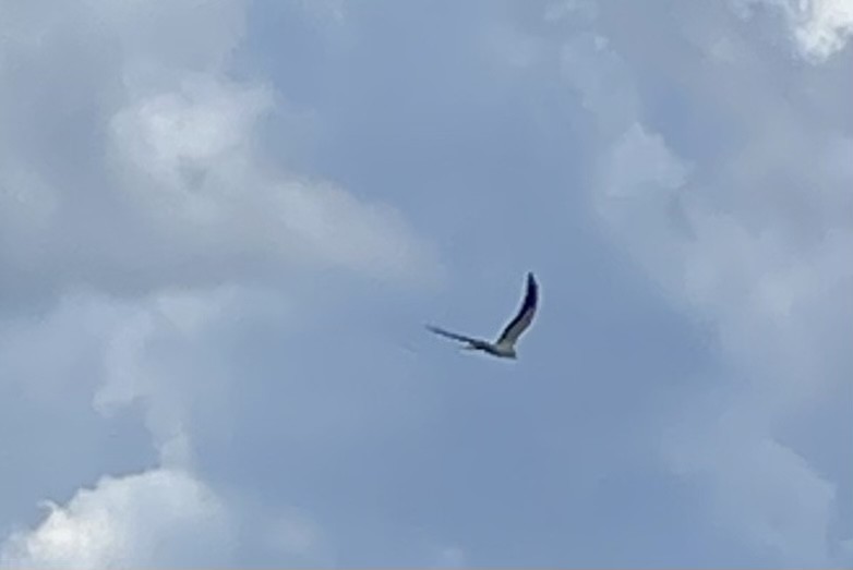 Swallow-tailed Kite - ML473882681