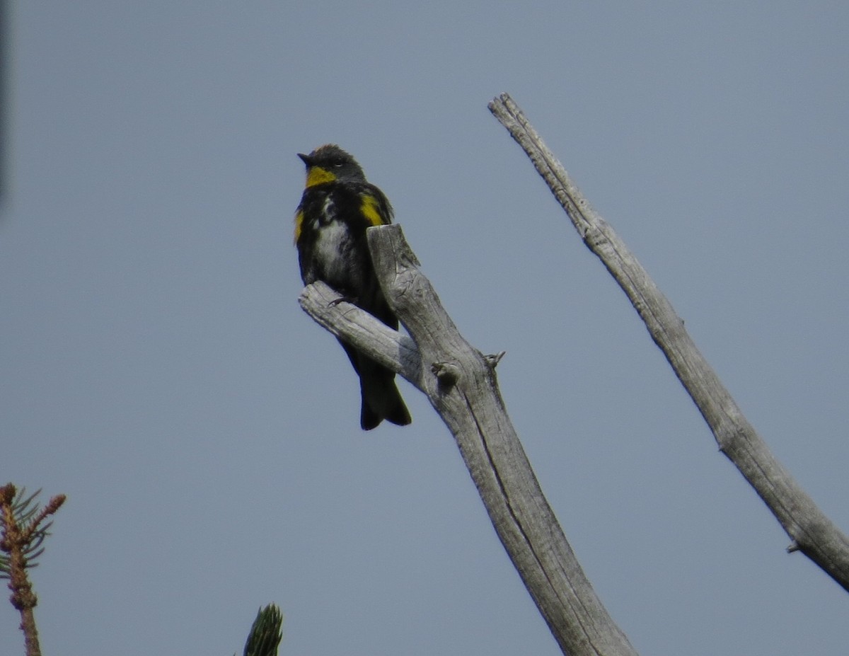 Reinita Coronada (auduboni) - ML473886181