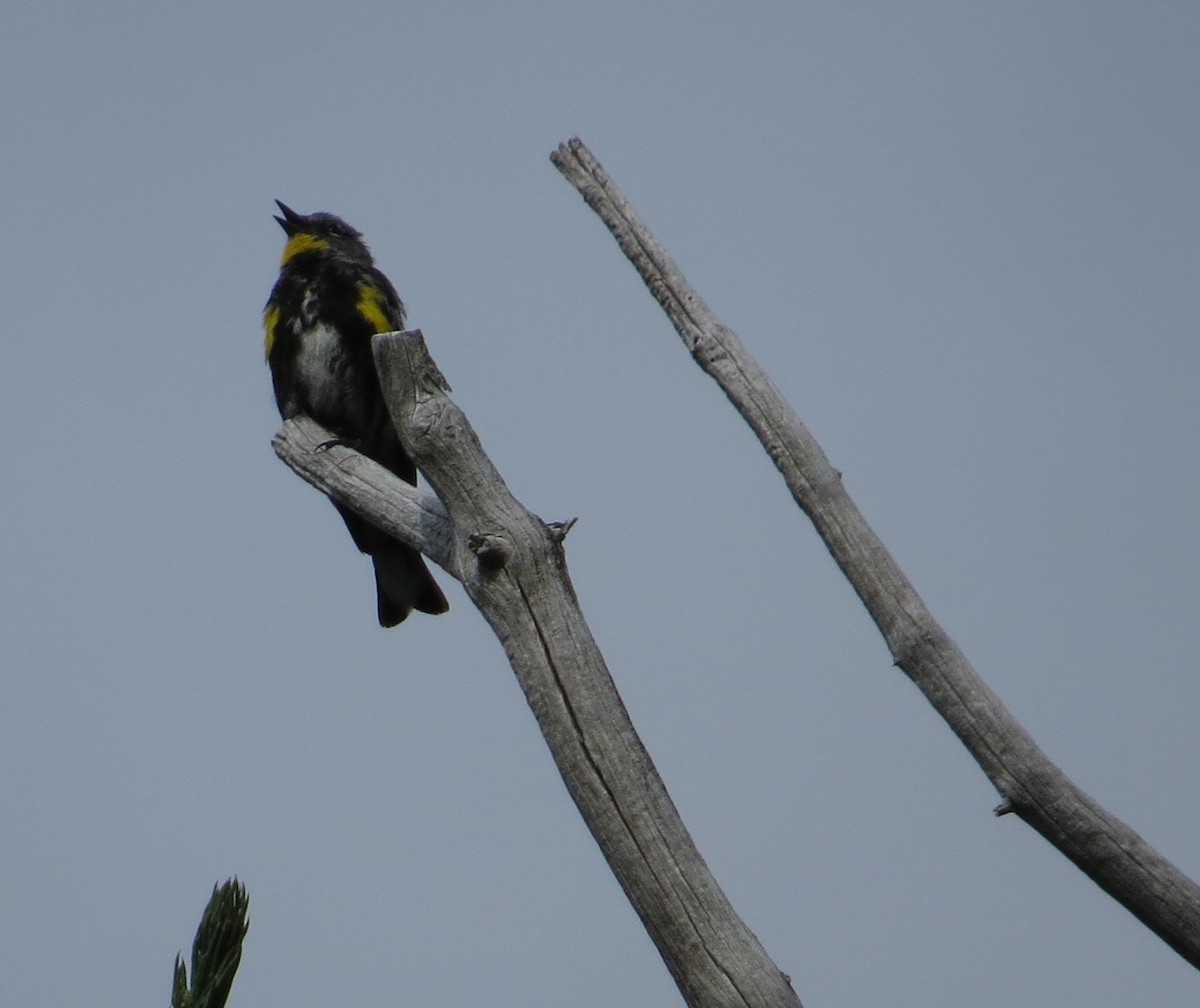 Reinita Coronada (auduboni) - ML473886201