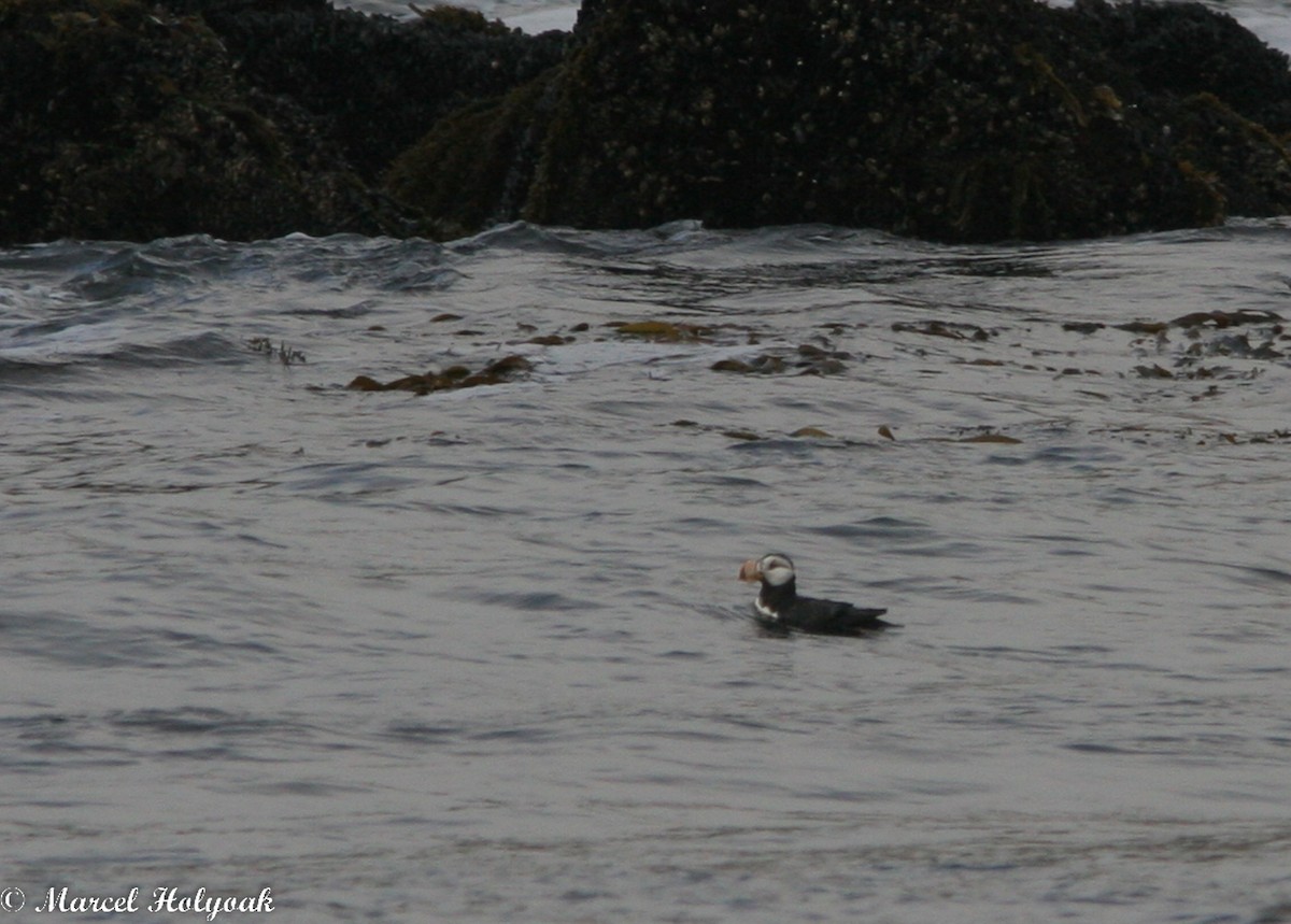 Horned Puffin - ML473889561