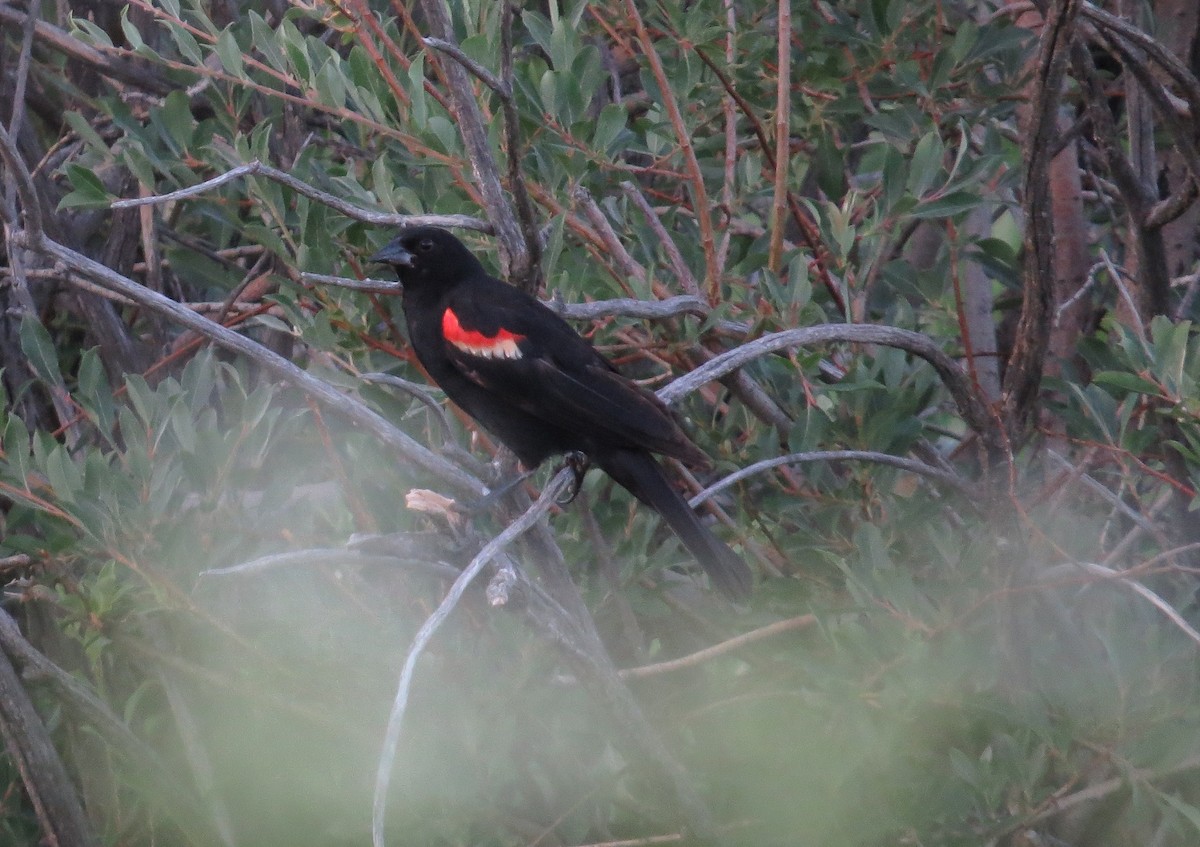 Red-winged Blackbird - ML473890551