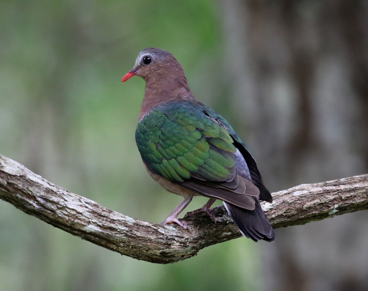 Asian Emerald Dove - ML47389591