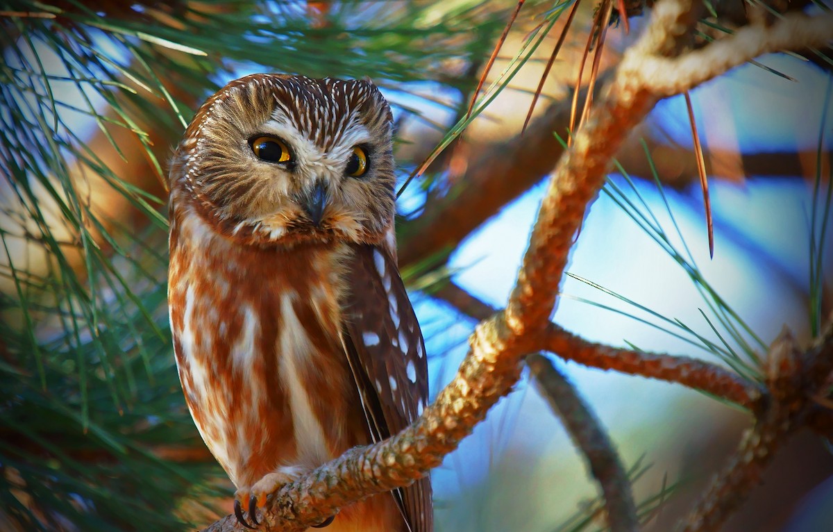 Northern Saw-whet Owl - Dave Smith