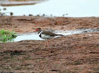  - Forbes's Plover