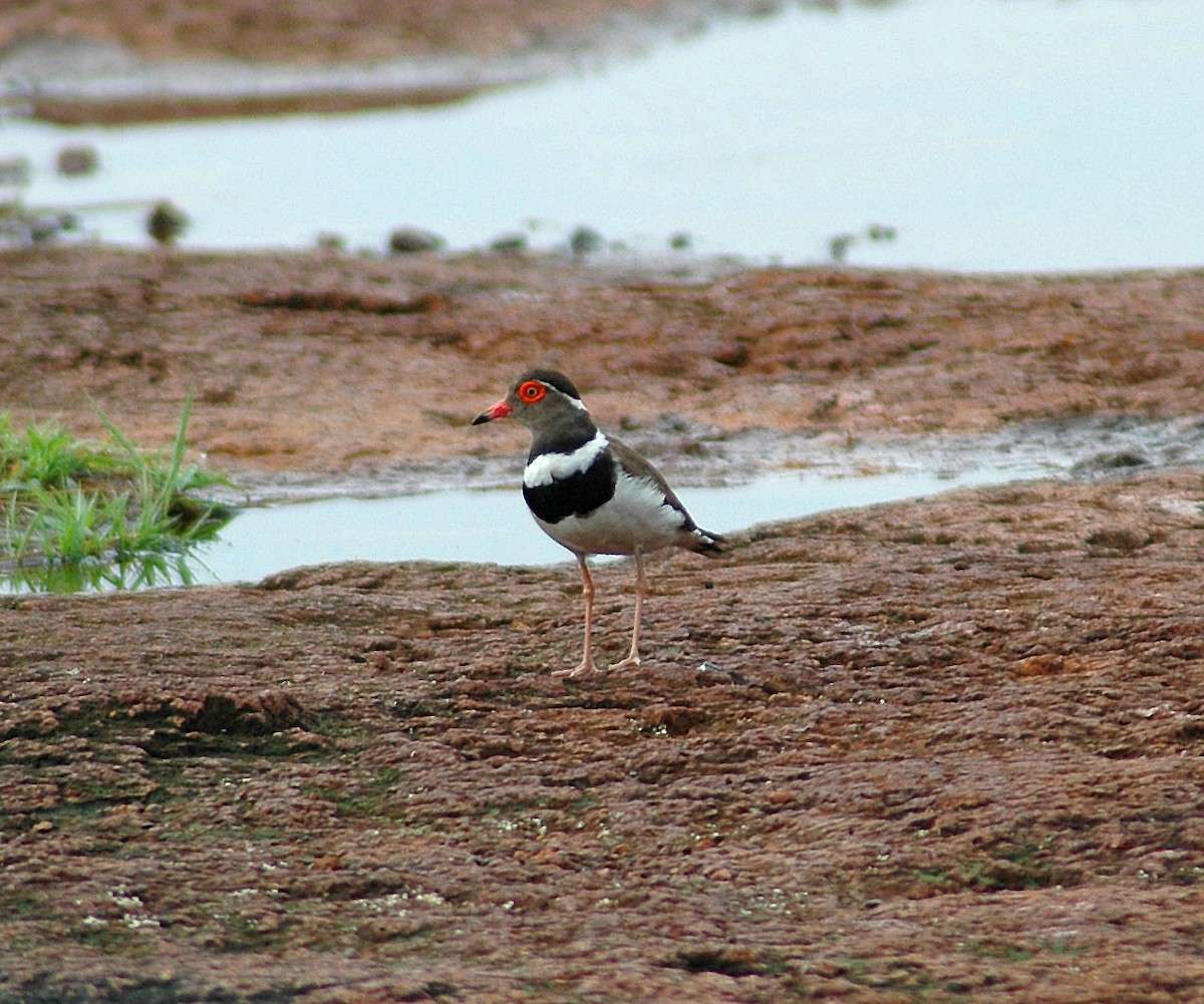Forbes's Plover - ML47389861