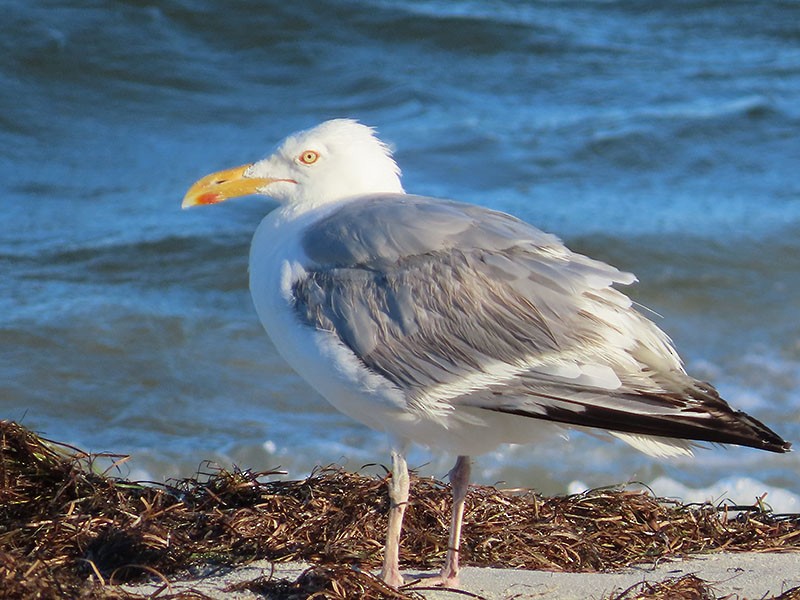 Herring Gull (American) - ML473901321