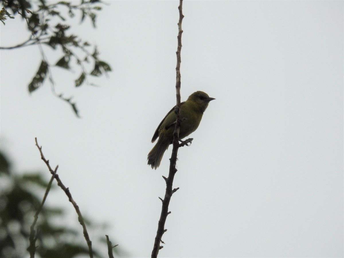 Orchard Oriole - ML473902651