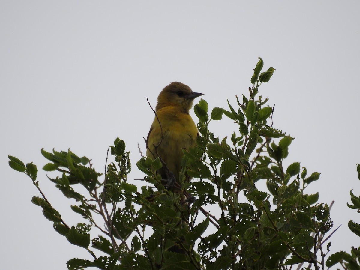 Orchard Oriole - ML473902751