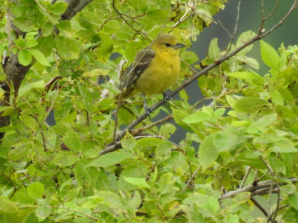 Orchard Oriole - ML473902801