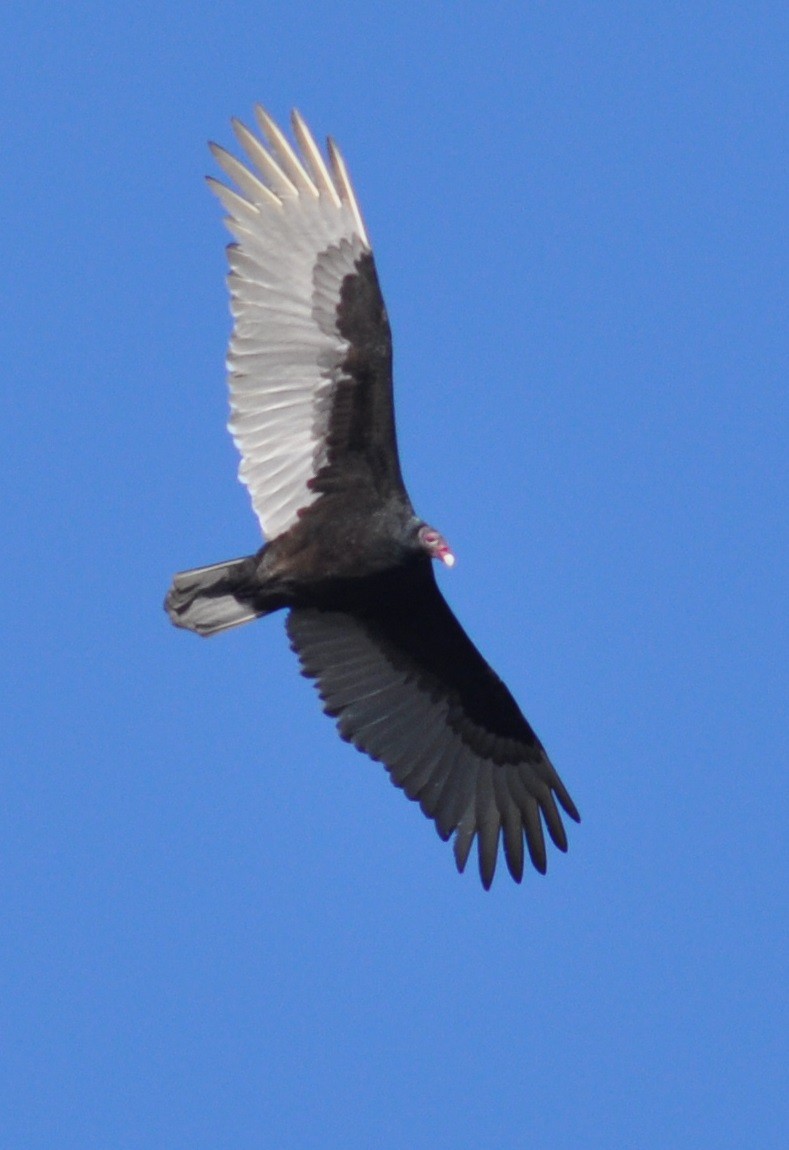 Turkey Vulture - M.K. McManus-Muldrow