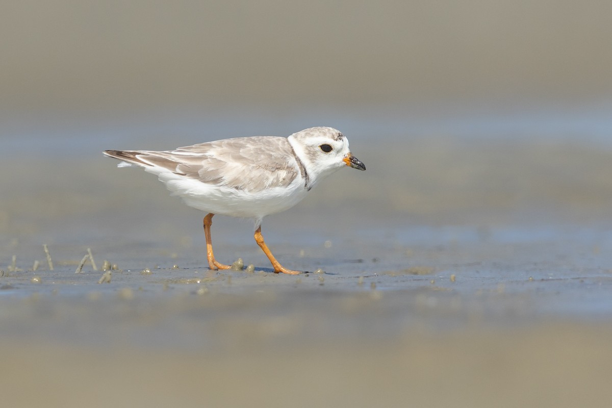 Piping Plover - ML473914021
