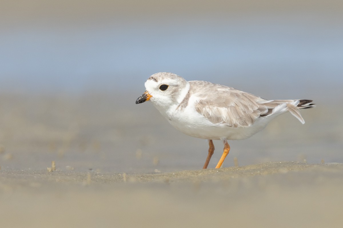 Piping Plover - ML473914071