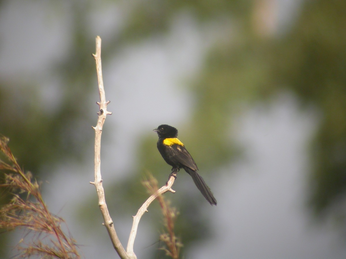 Yellow-mantled Widowbird (Yellow-mantled) - ML47391821