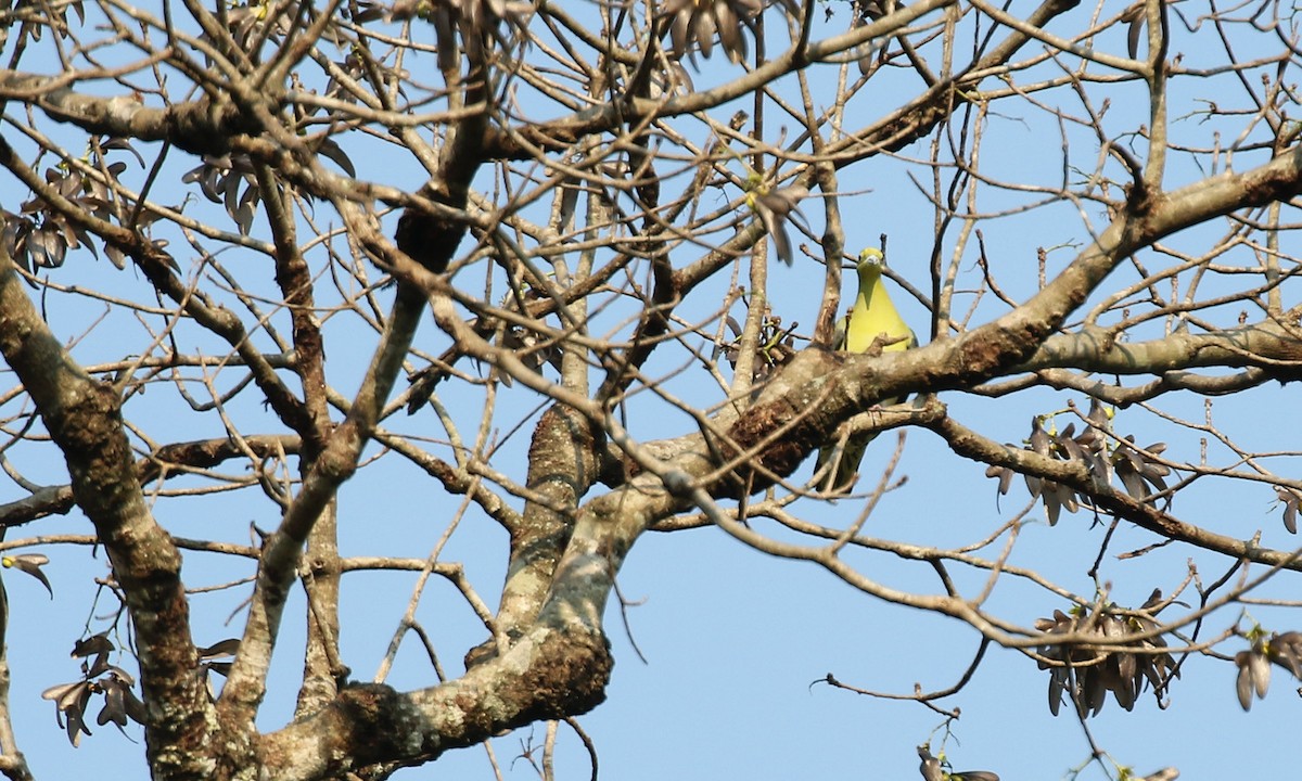 Wedge-tailed Green-Pigeon - ML47391911