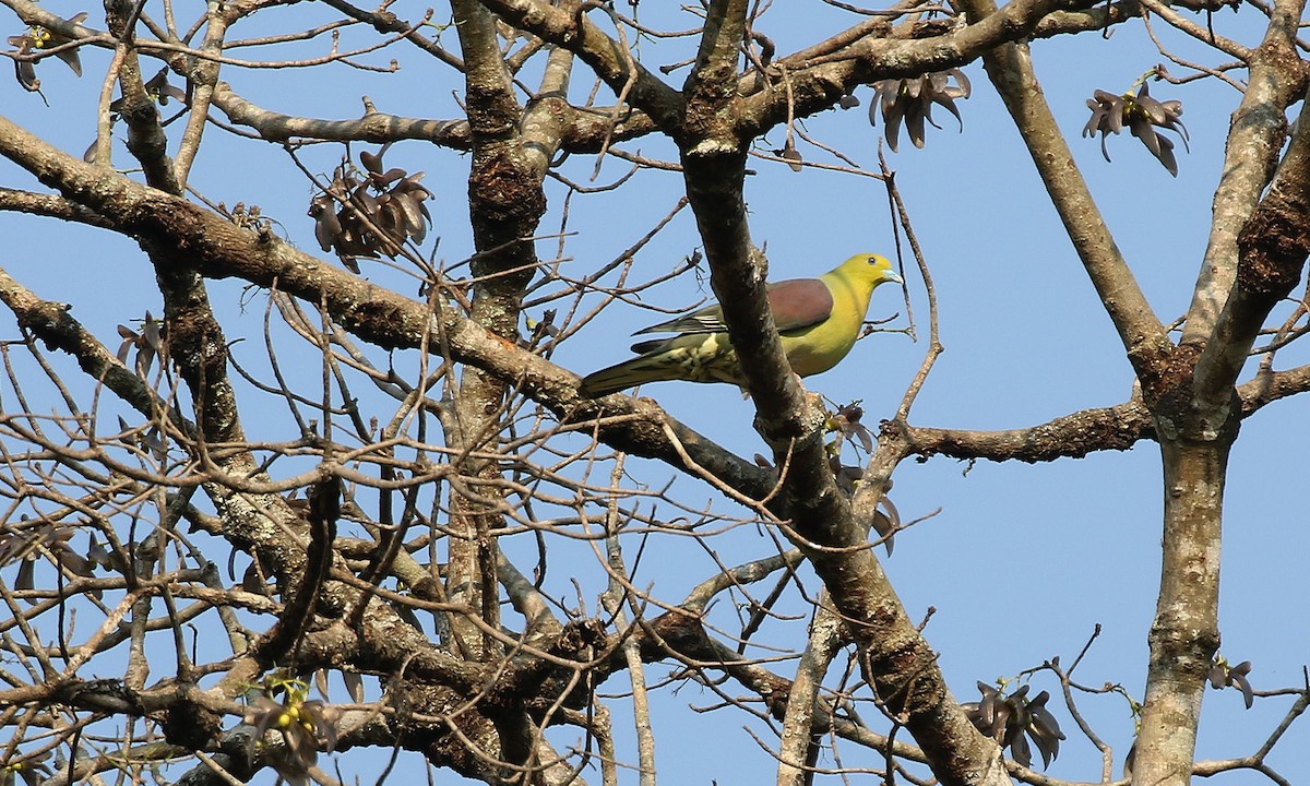 Wedge-tailed Green-Pigeon - ML47391931