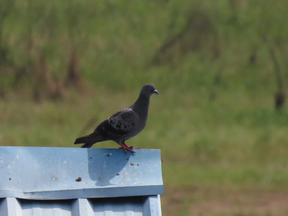 Rock Pigeon (Feral Pigeon) - Douglas Canete