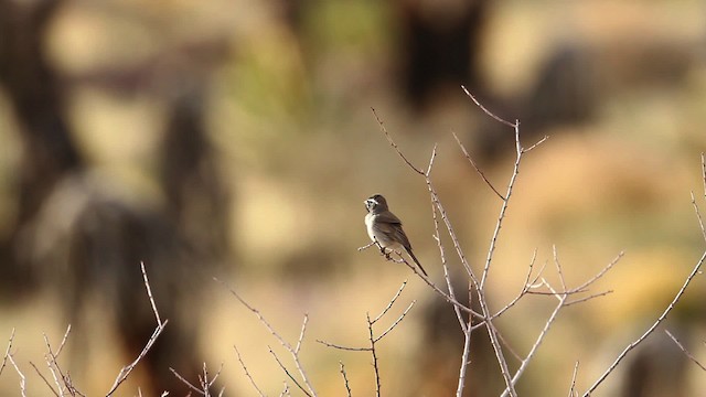 Black-throated Sparrow - ML473933