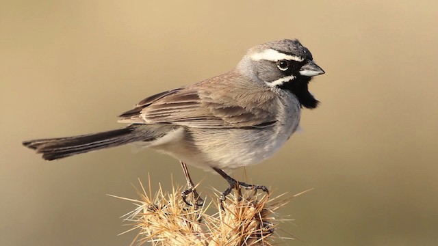 Black-throated Sparrow - ML473934
