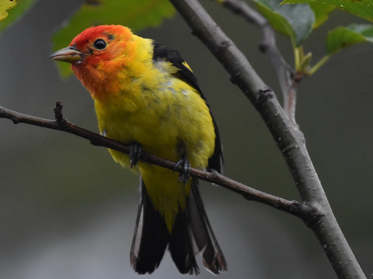 Western Tanager - ML473934361