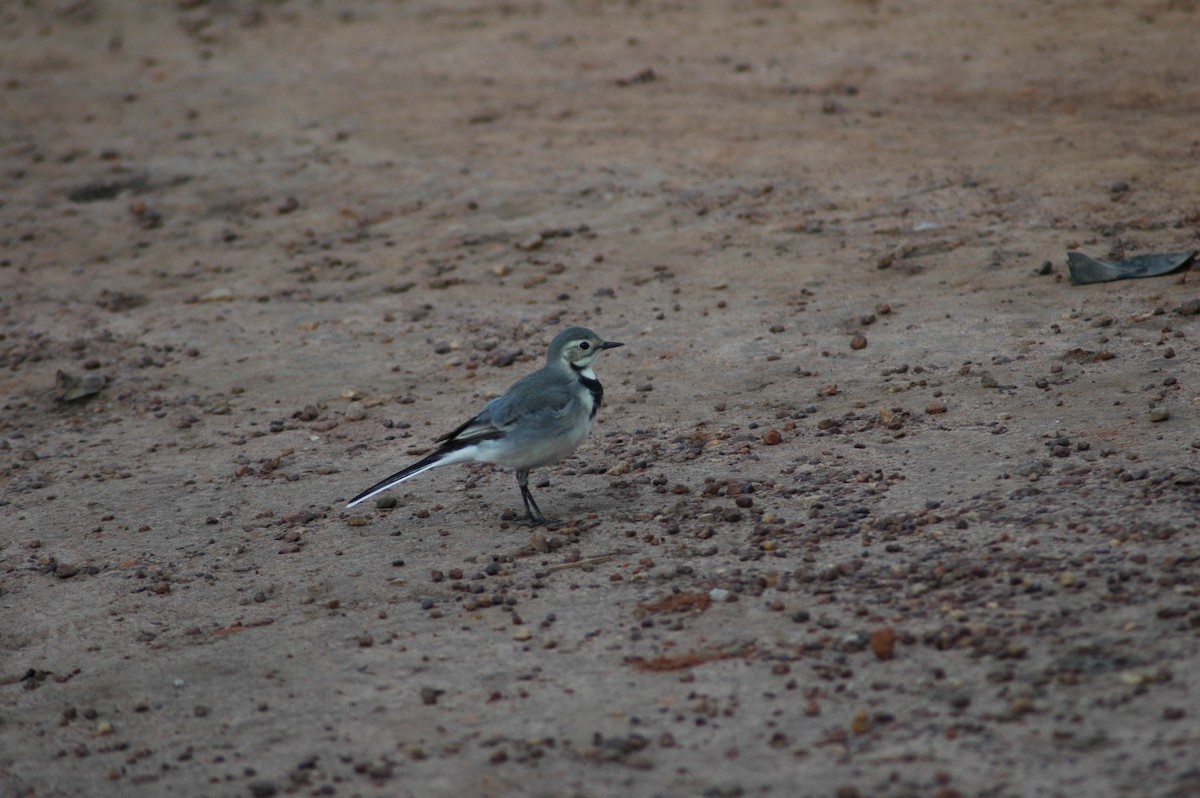White Wagtail (White-faced) - ML47393551