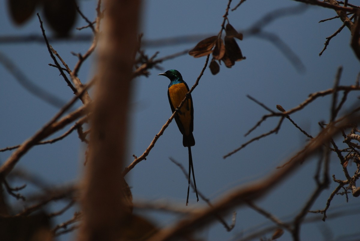 Pygmy Sunbird - Nigel Voaden