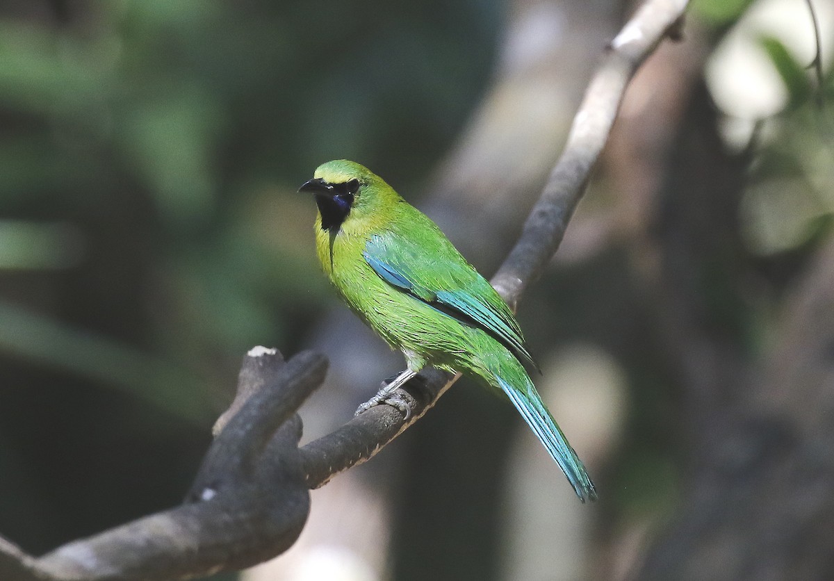 Blue-winged Leafbird - ML47394241