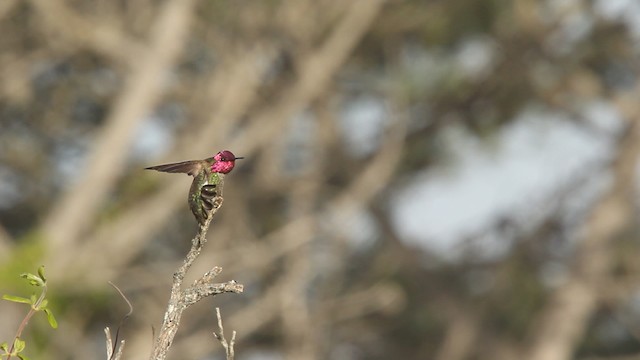 Anna's Hummingbird - ML473943