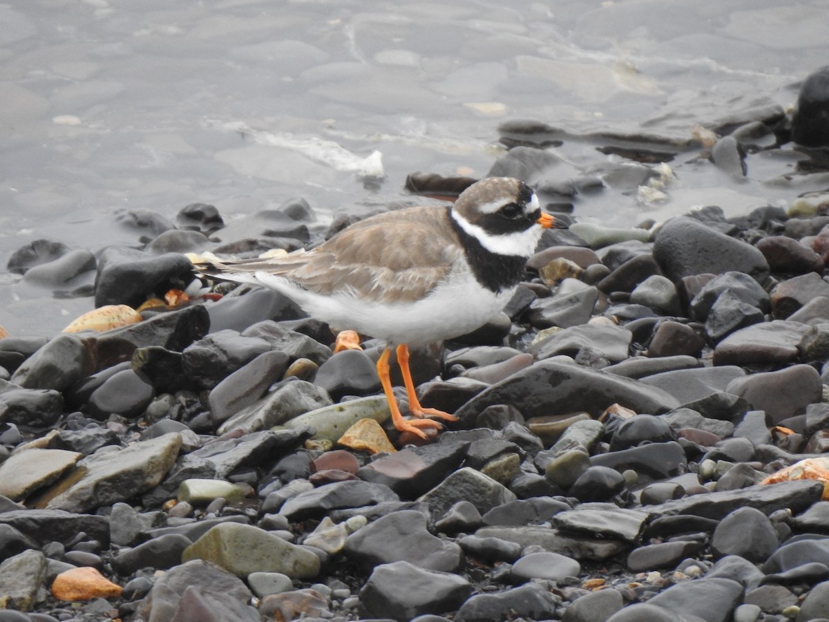 Common Ringed Plover - ML473944321