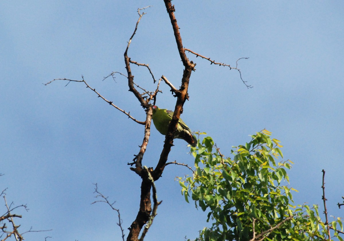 African Green-Pigeon - ML47394491