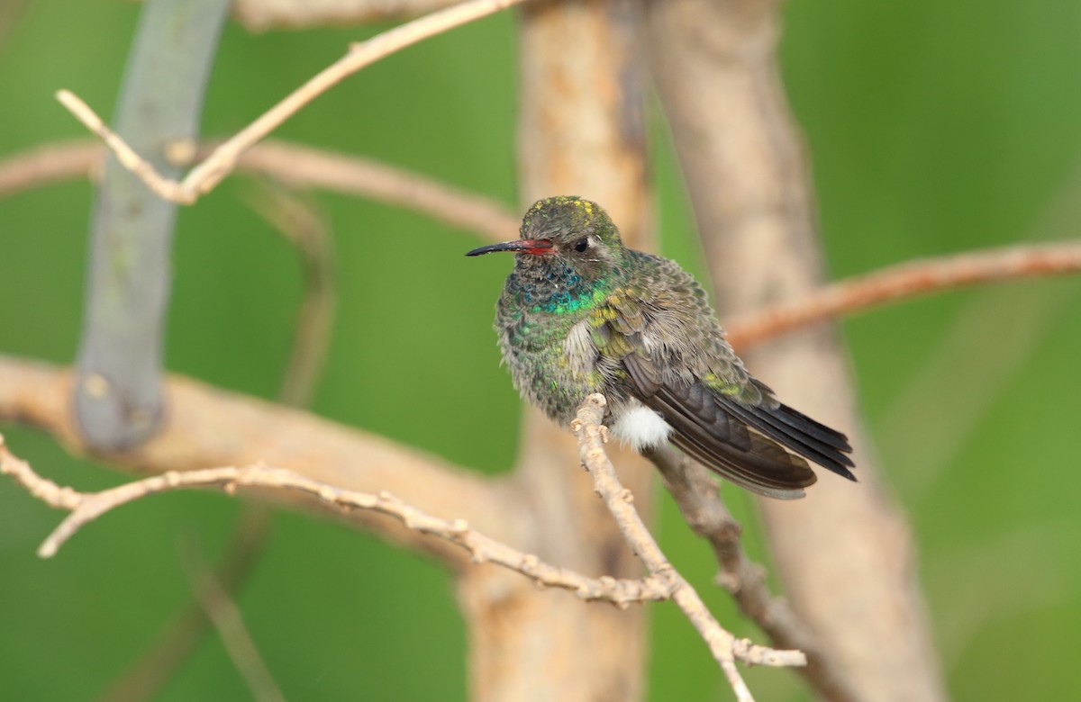 Broad-billed Hummingbird - ML473950001