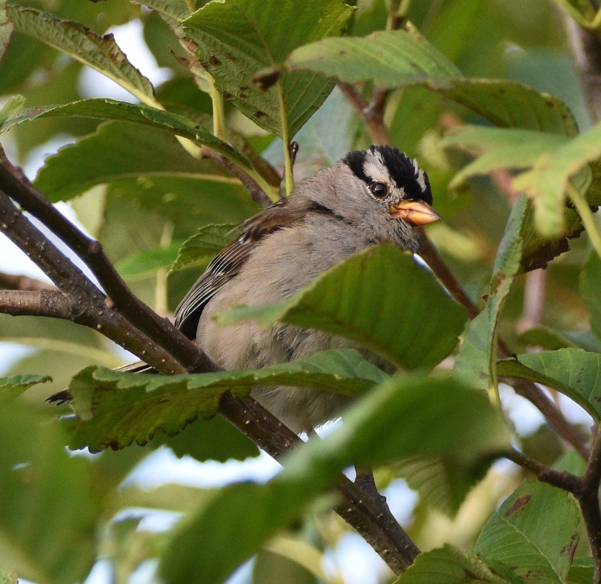 White-crowned Sparrow - ML473954031