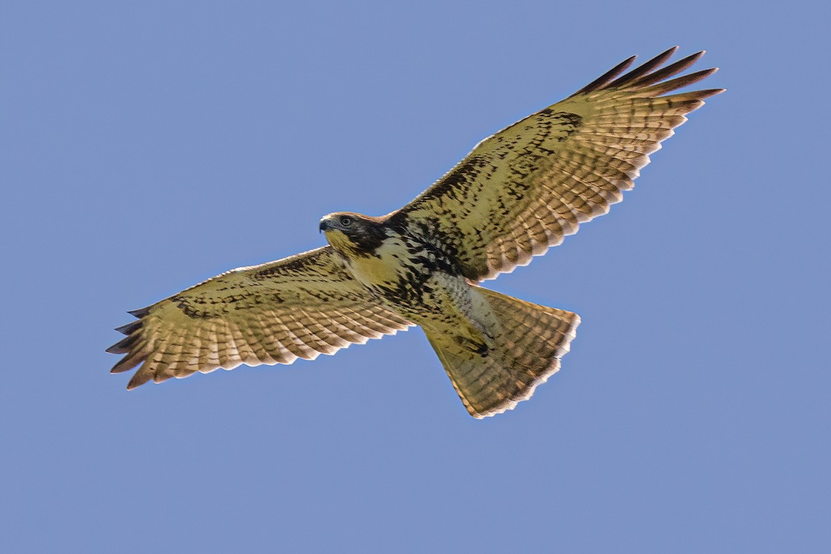 Red-tailed Hawk - ML473954911